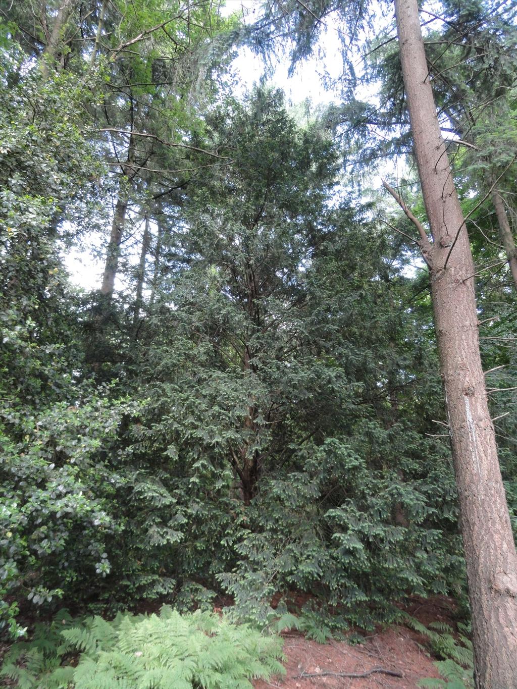 Taxus baccata (door Wim van der Neut)