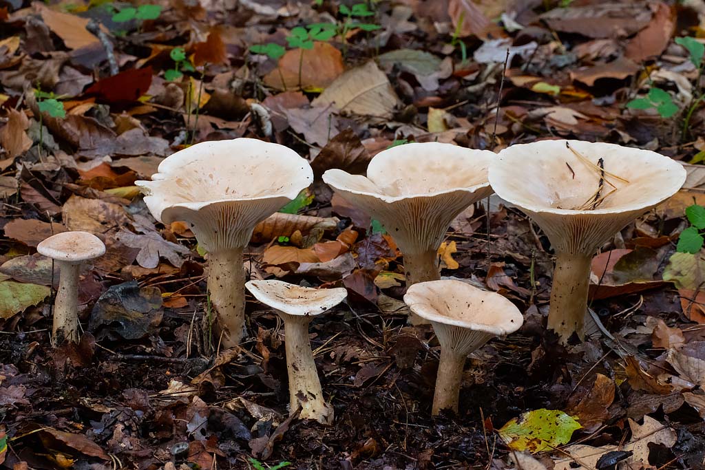 Clitocybe geotropa (door John Breugelmans)