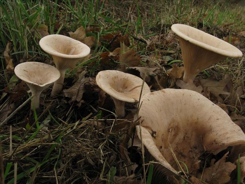 Clitocybe geotropa (door Hannie Wijers)