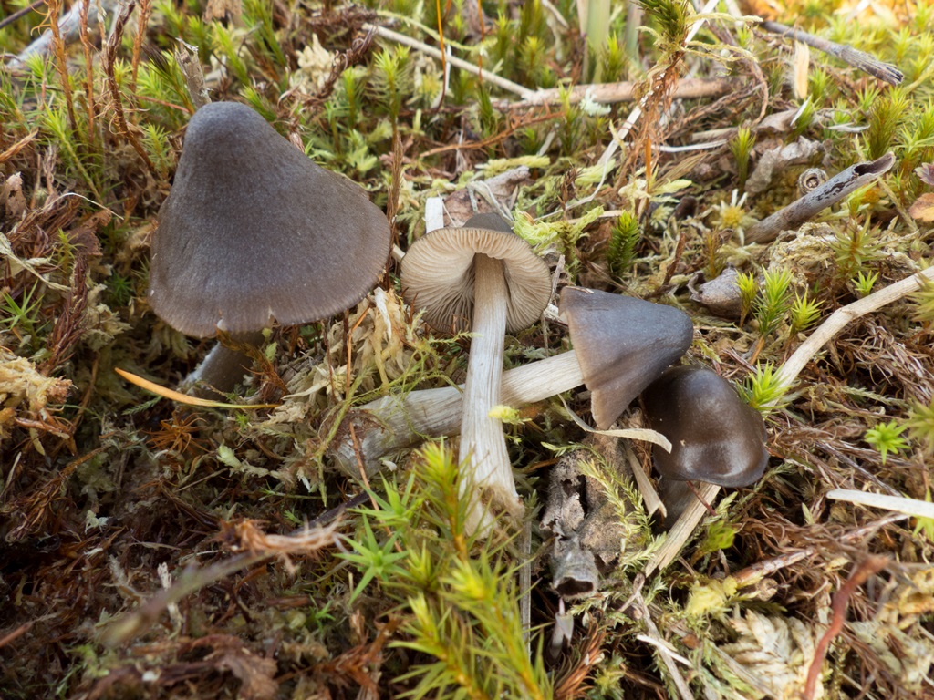 Entoloma sphagneti (door Evert Ruiter)