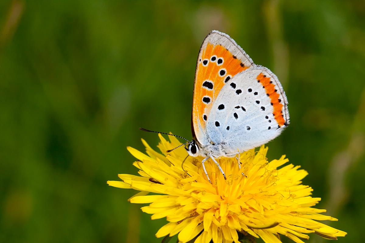 Lycaena dispar (door John Breugelmans)