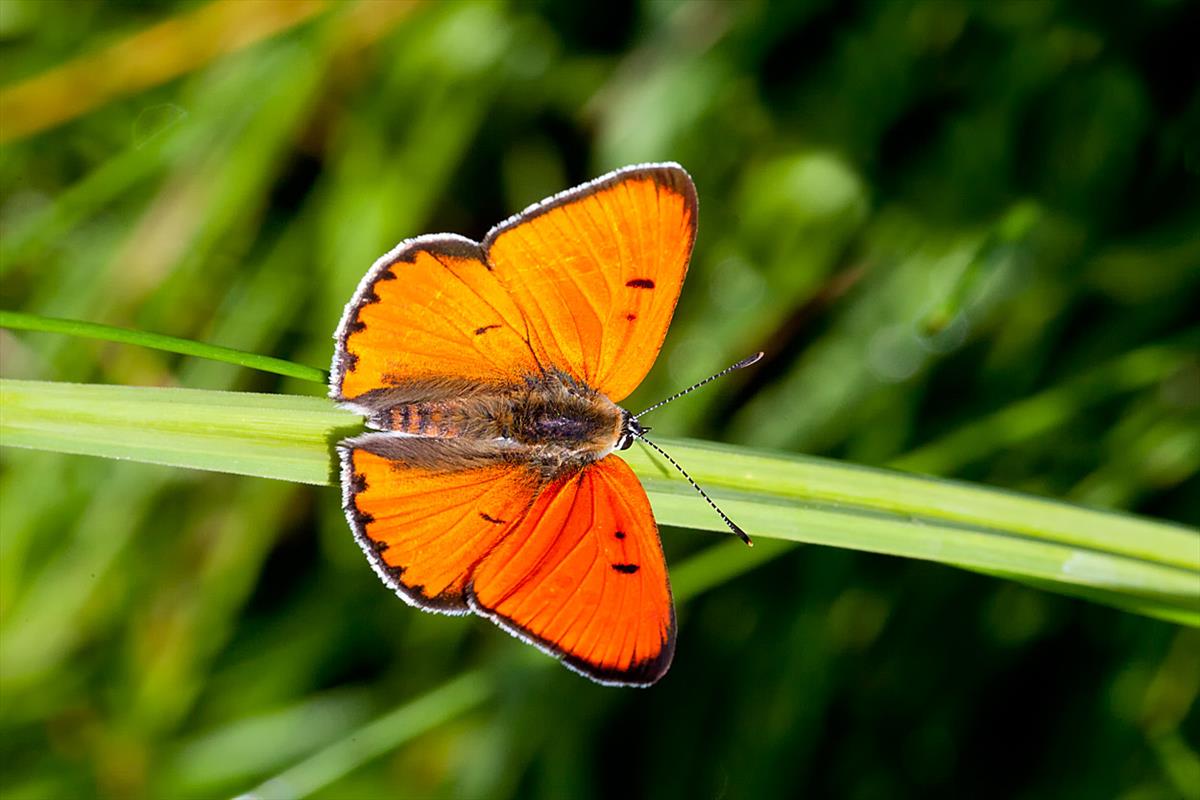 Lycaena dispar (door John Breugelmans)