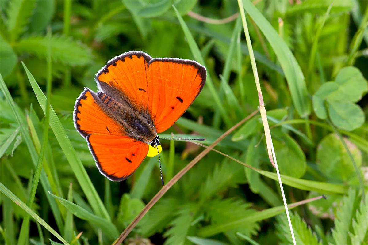 Lycaena dispar (door John Breugelmans)