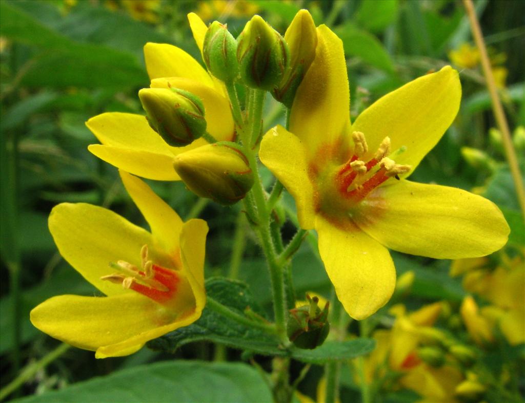 Lysimachia vulgaris (door Bert Verbruggen)