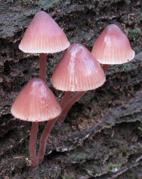 Mycena haematopus (door Gio van Bernebeek)