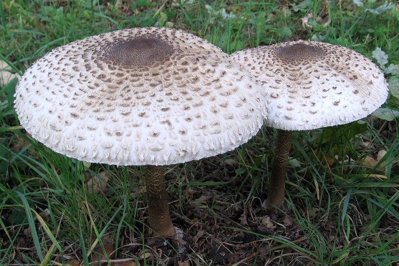 Macrolepiota procera (door Gio van Bernebeek)