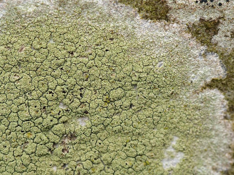 Pyrrhospora quernea (door Kees Klaij)