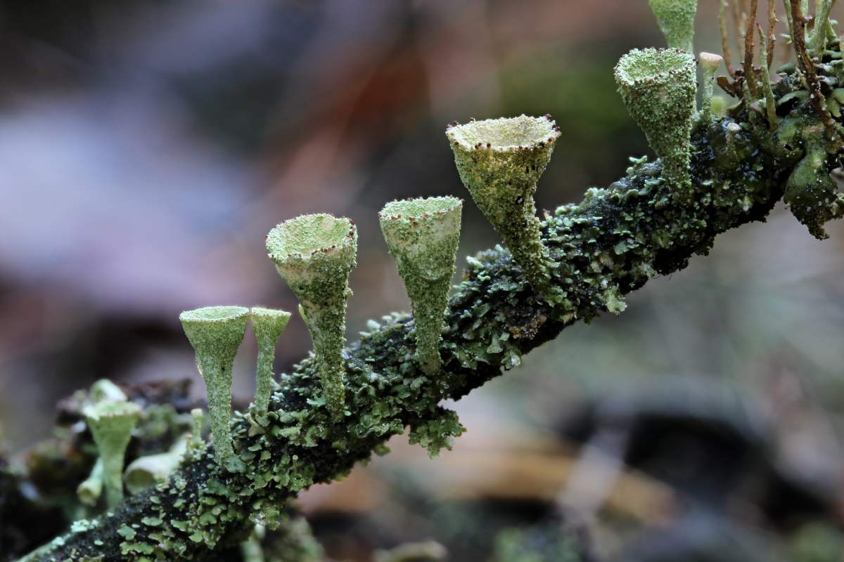 Cladonia grayi (door Arjan de Groot)