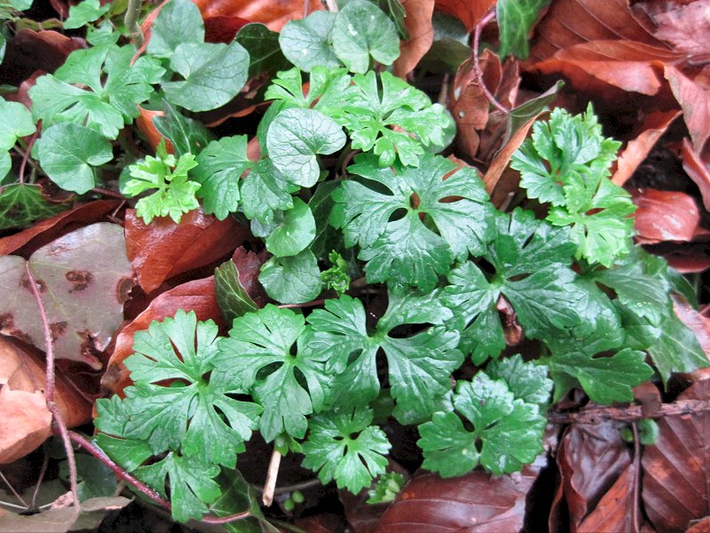 Ranunculus auricomus (door Grada Menting)