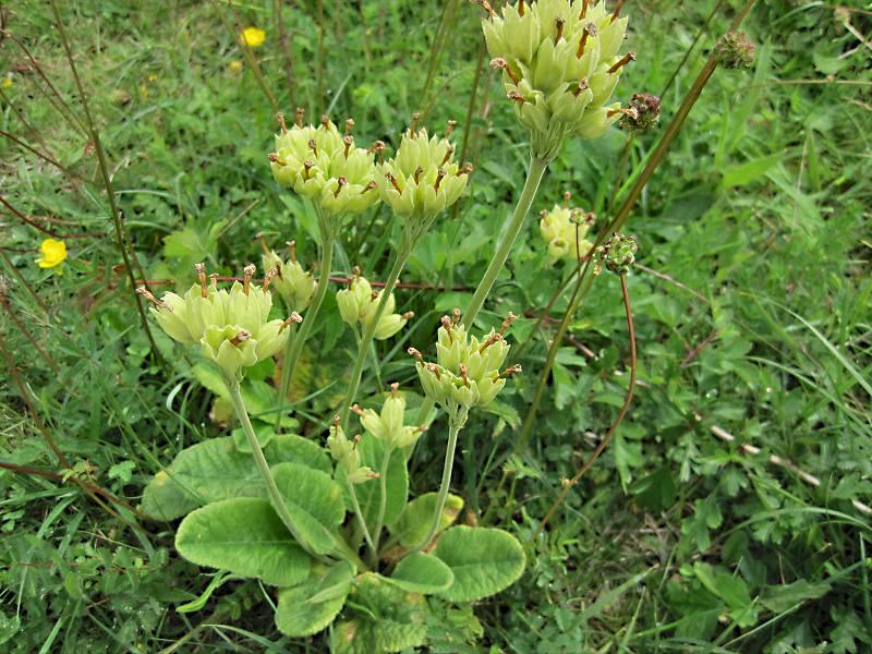 Primula veris (door Grada Menting)