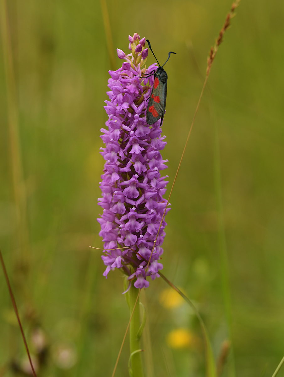 Gymnadenia densiflora var. friesica (door Theo Muusse)