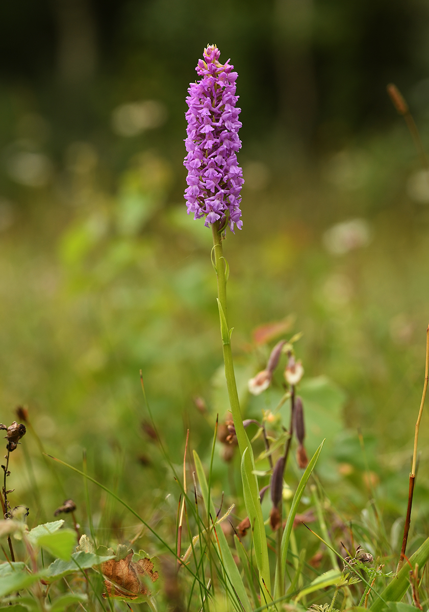 Gymnadenia densiflora var. friesica (door Theo Muusse)