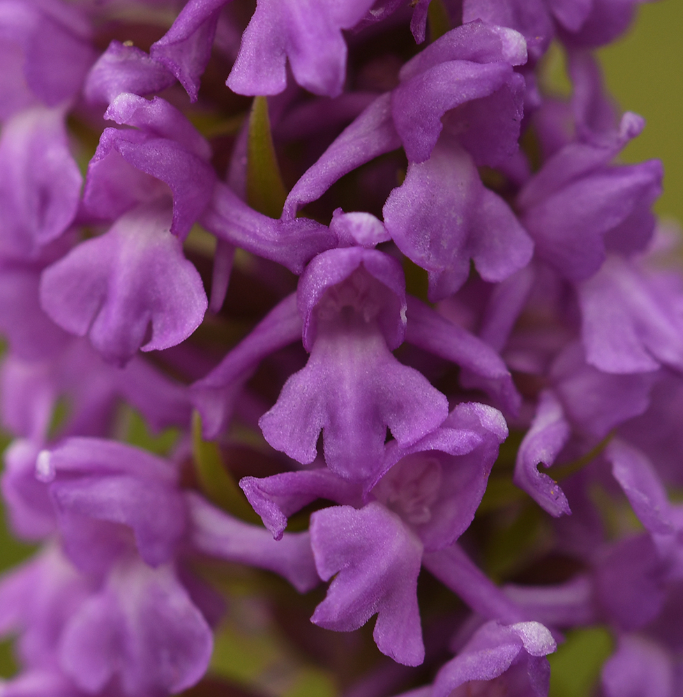 Gymnadenia densiflora var. friesica (door Theo Muusse)