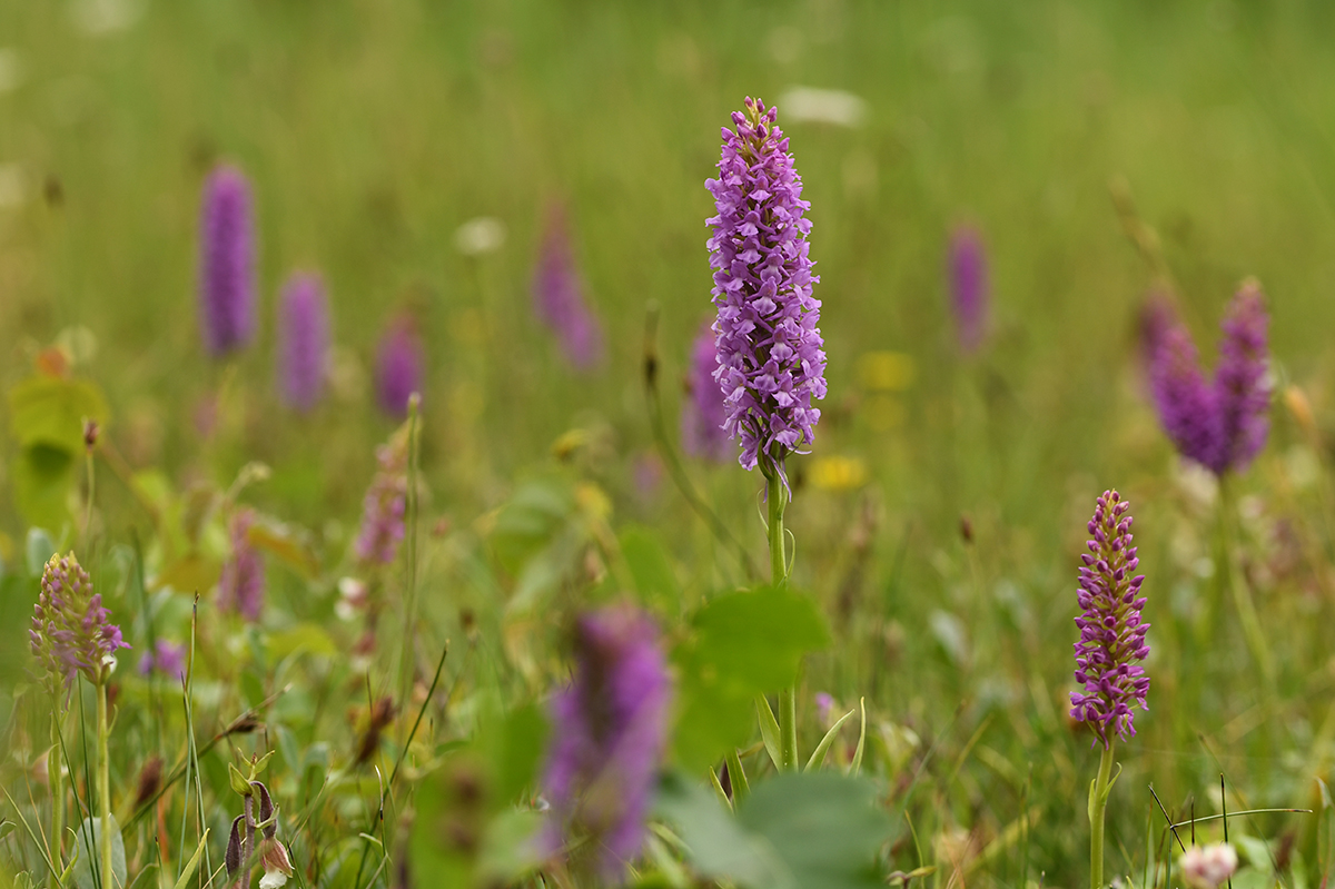 Gymnadenia densiflora var. friesica (door Theo Muusse)