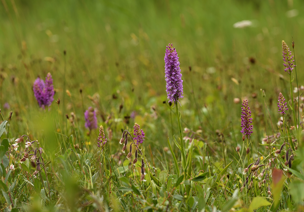 Gymnadenia densiflora var. friesica (door Theo Muusse)