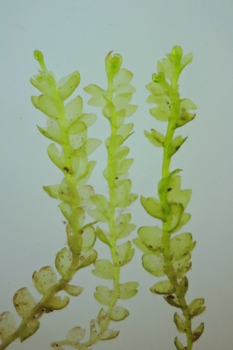 Gymnocolea inflata (door Jan Kersten)