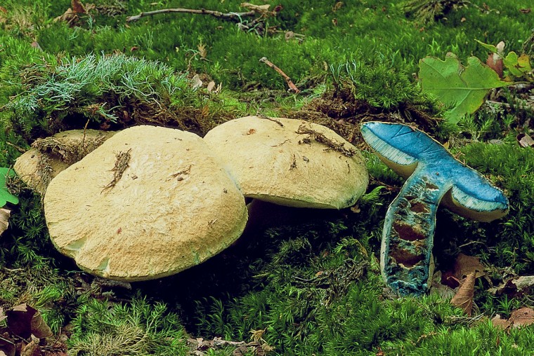 Gyroporus cyanescens (door F.A. van den Bergh)