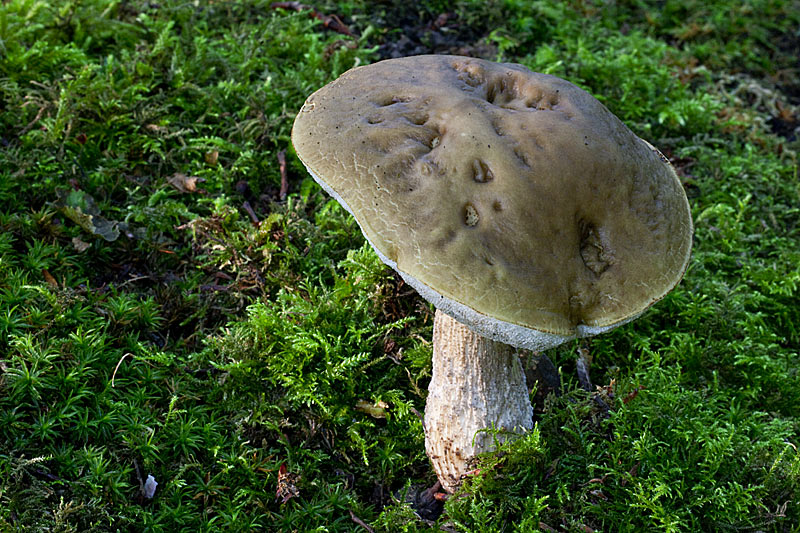 Leccinum pseudoscabrum (door John Breugelmans)