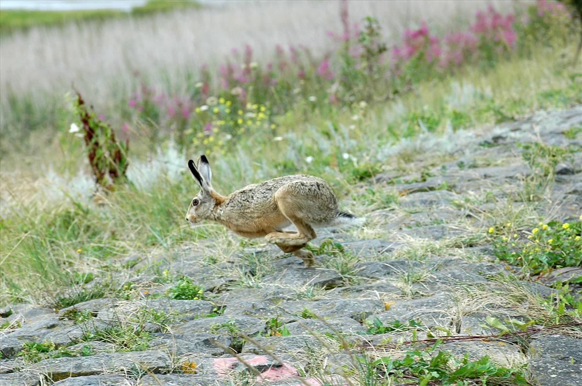 Lepus europaeus (door Bas Kers)