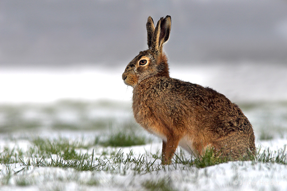 Lepus europaeus (door Jelger Herder)