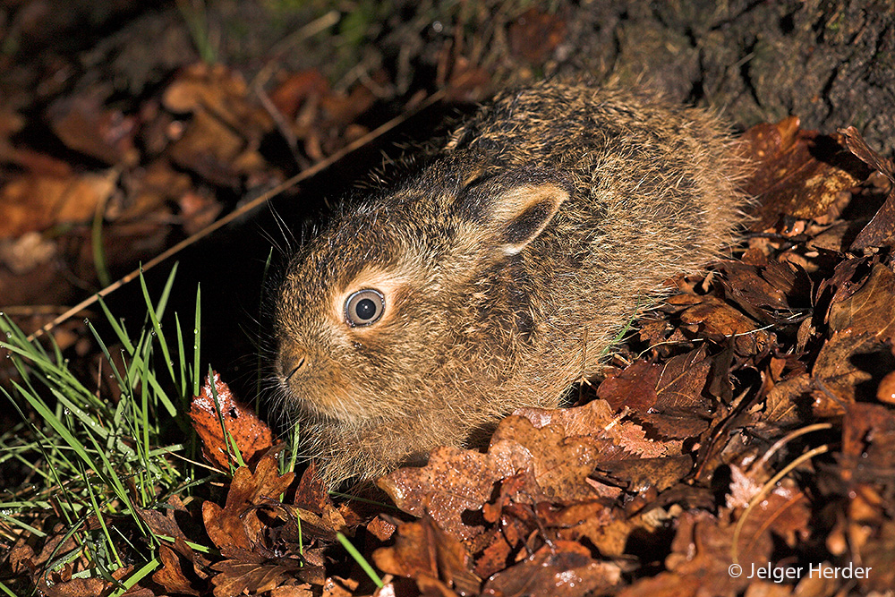 Lepus europaeus (door Jelger Herder)