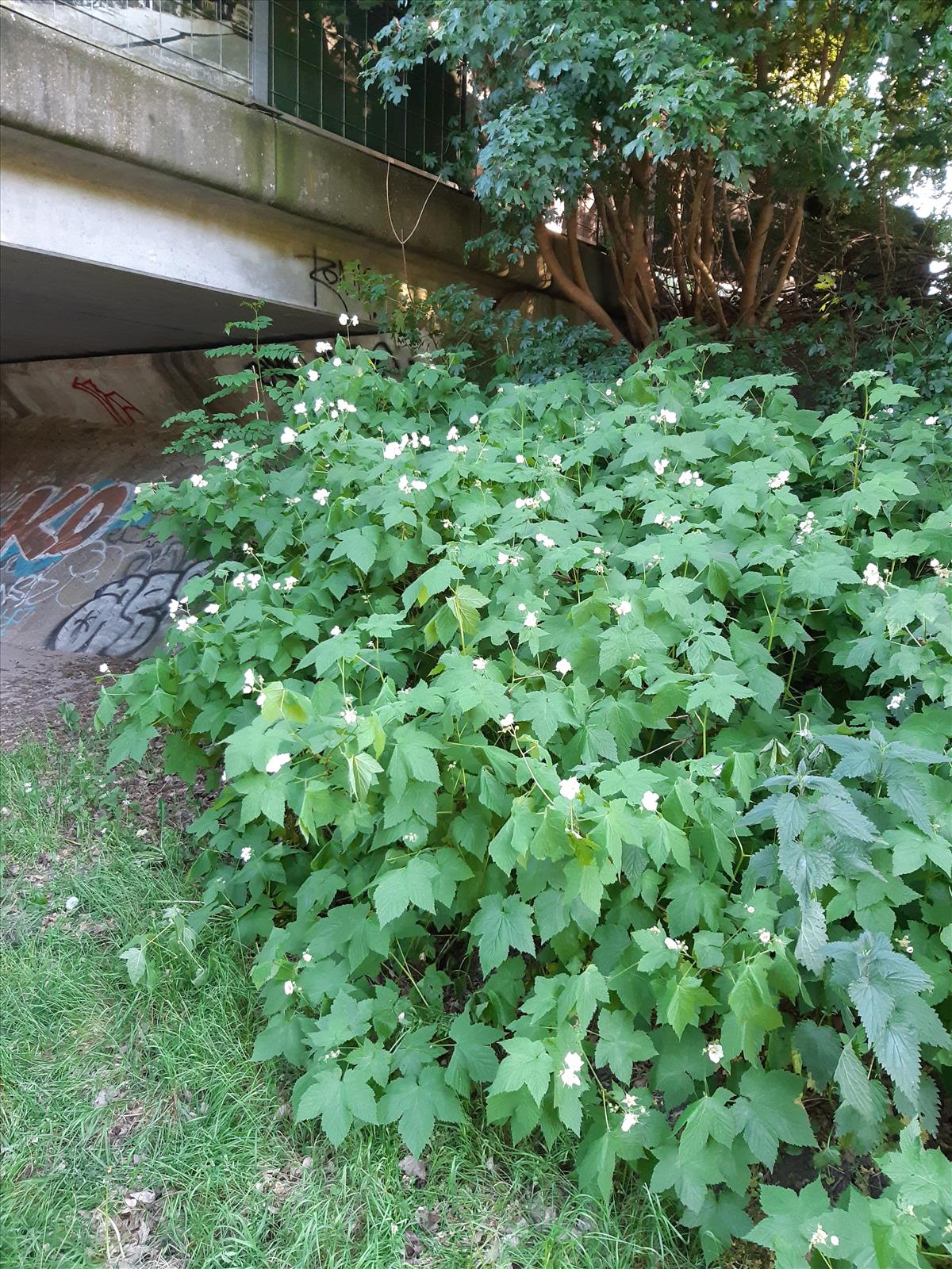 Rubus parviflorus (door Anneke Drost)