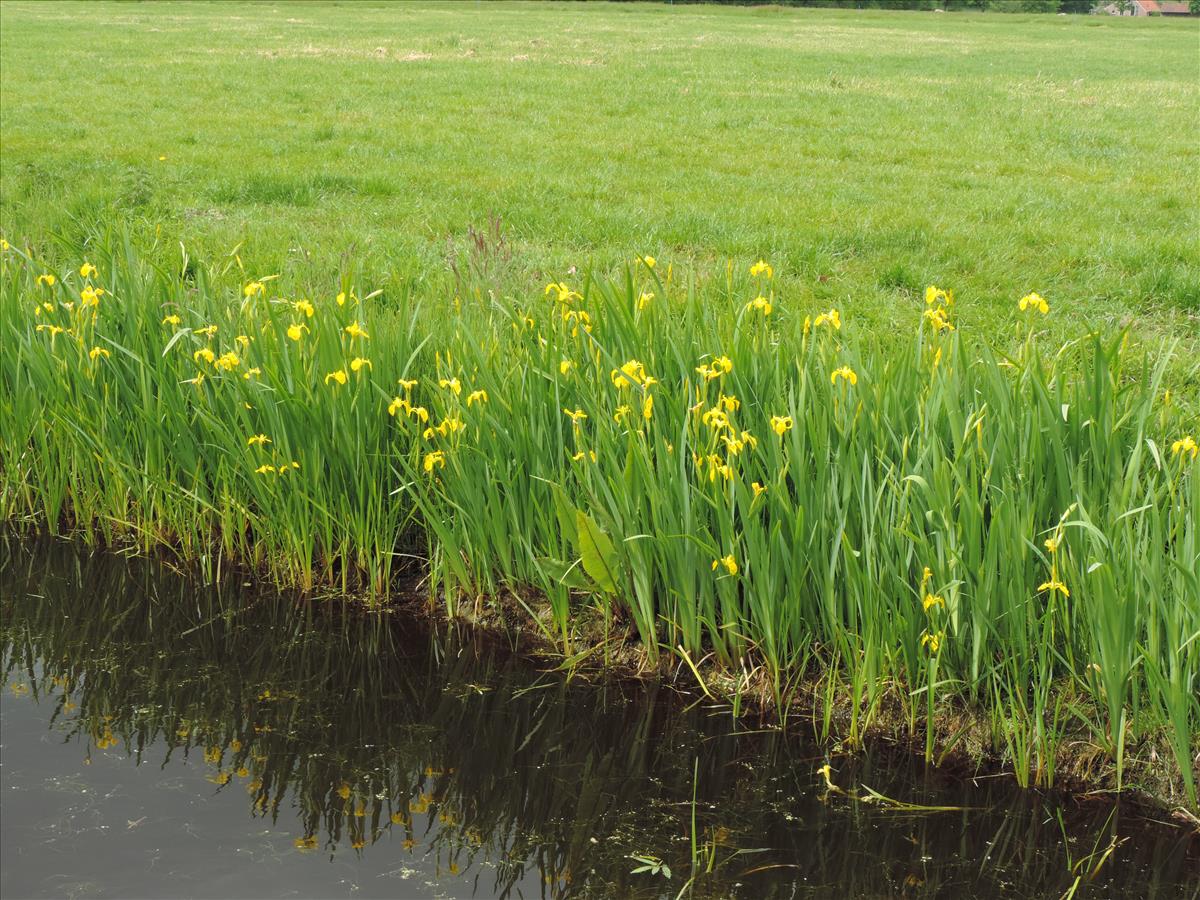 Iris pseudacorus (door Wim van der Neut)
