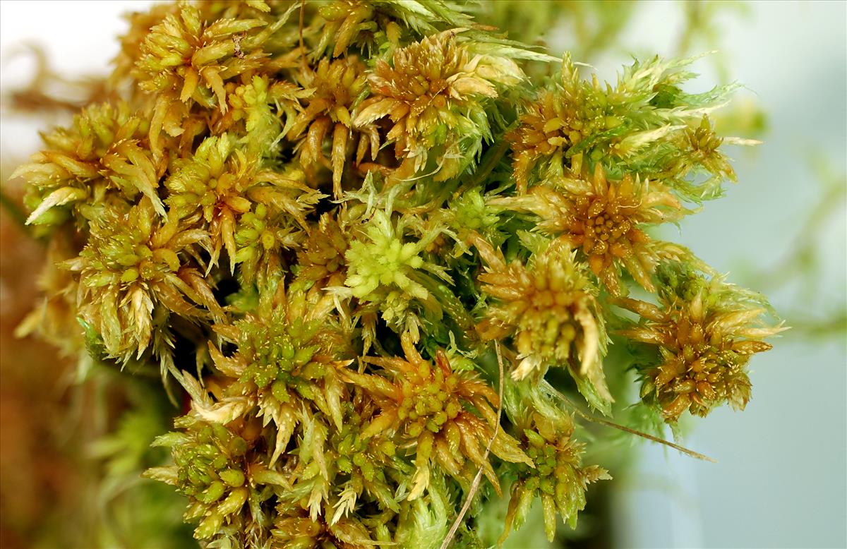 Sphagnum denticulatum var. inundatum (door Rudi Zielman)