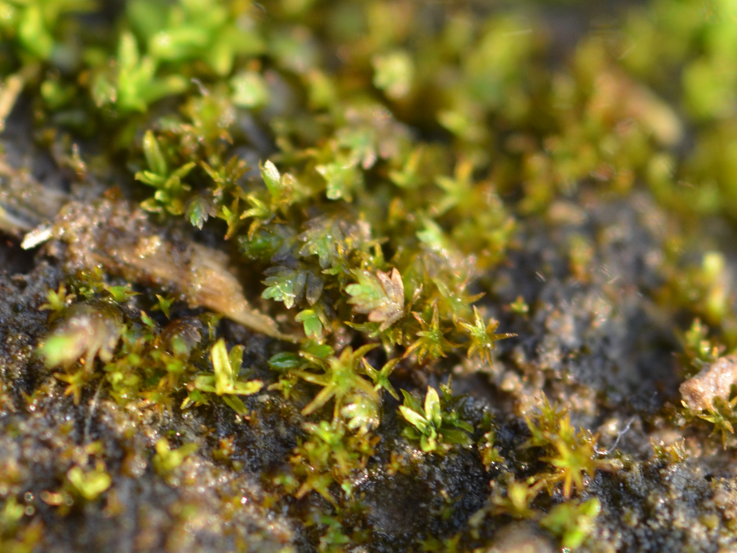 Fissidens bambergeri (door Rudi Zielman)