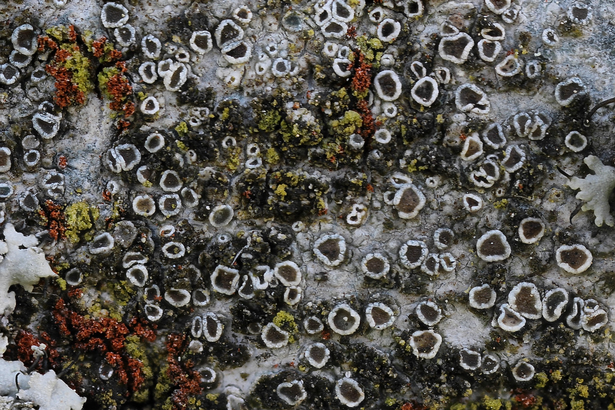 Lecanora dispersa (door Arjan de Groot)