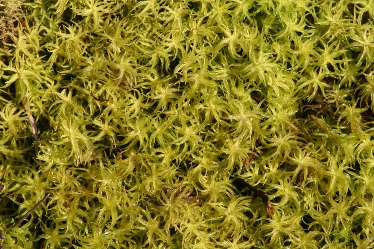 Pleurochaete squarrosa (door Niko Buiten)