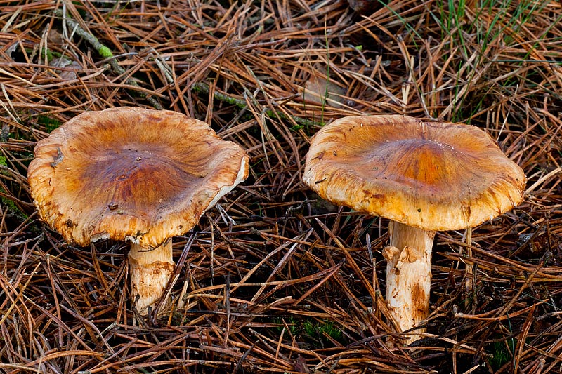 Tricholoma focale (door John Breugelmans)