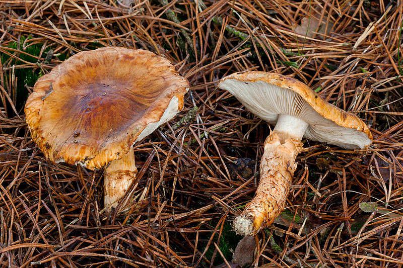 Tricholoma focale (door John Breugelmans)