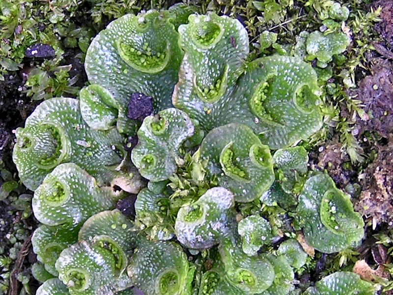 Lunularia cruciata (door Grada Menting)