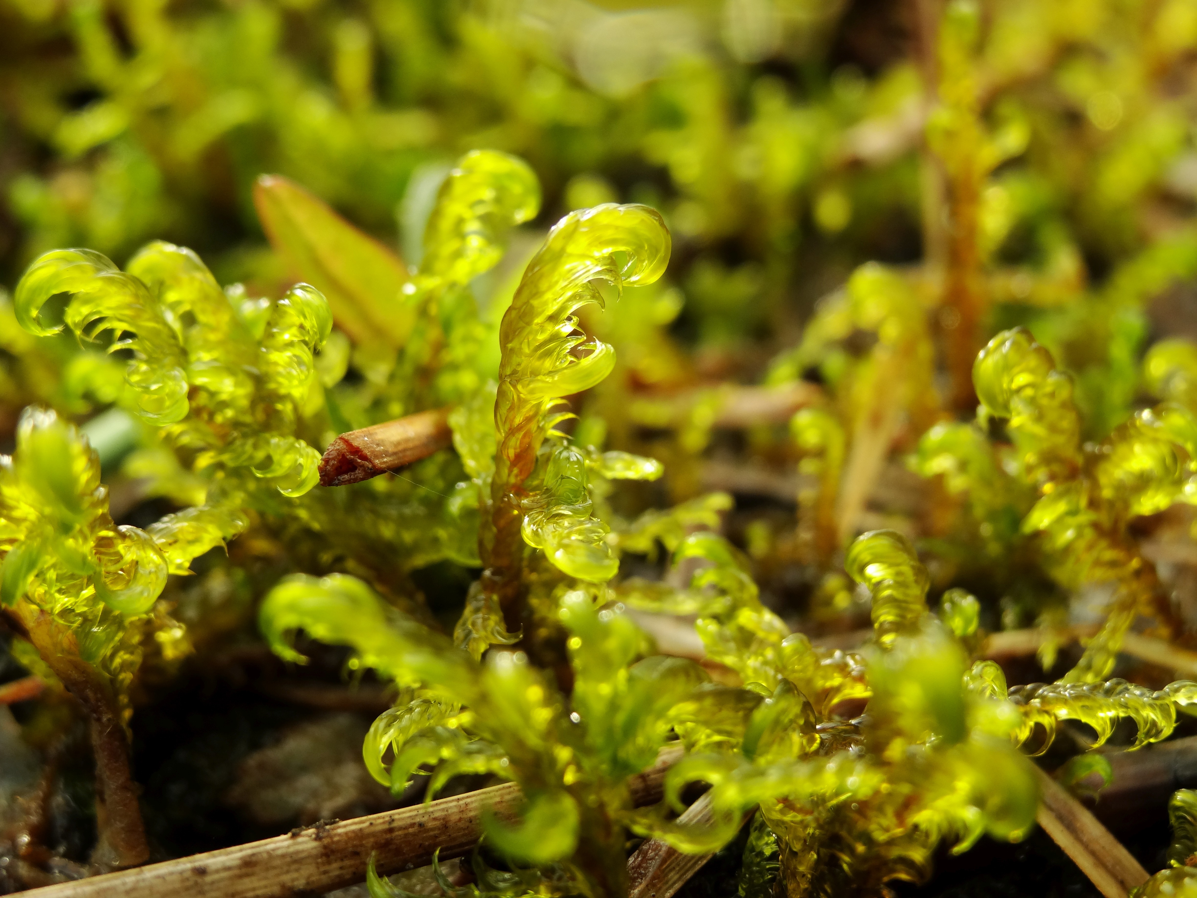 Hamatocaulis vernicosus (door Jakob Hanenburg)