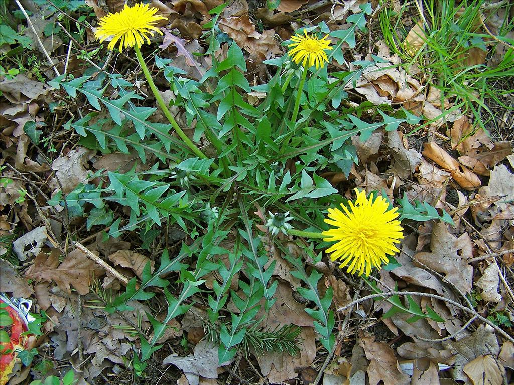 Taraxacum sect. Hamata (door Otto Zijlstra)