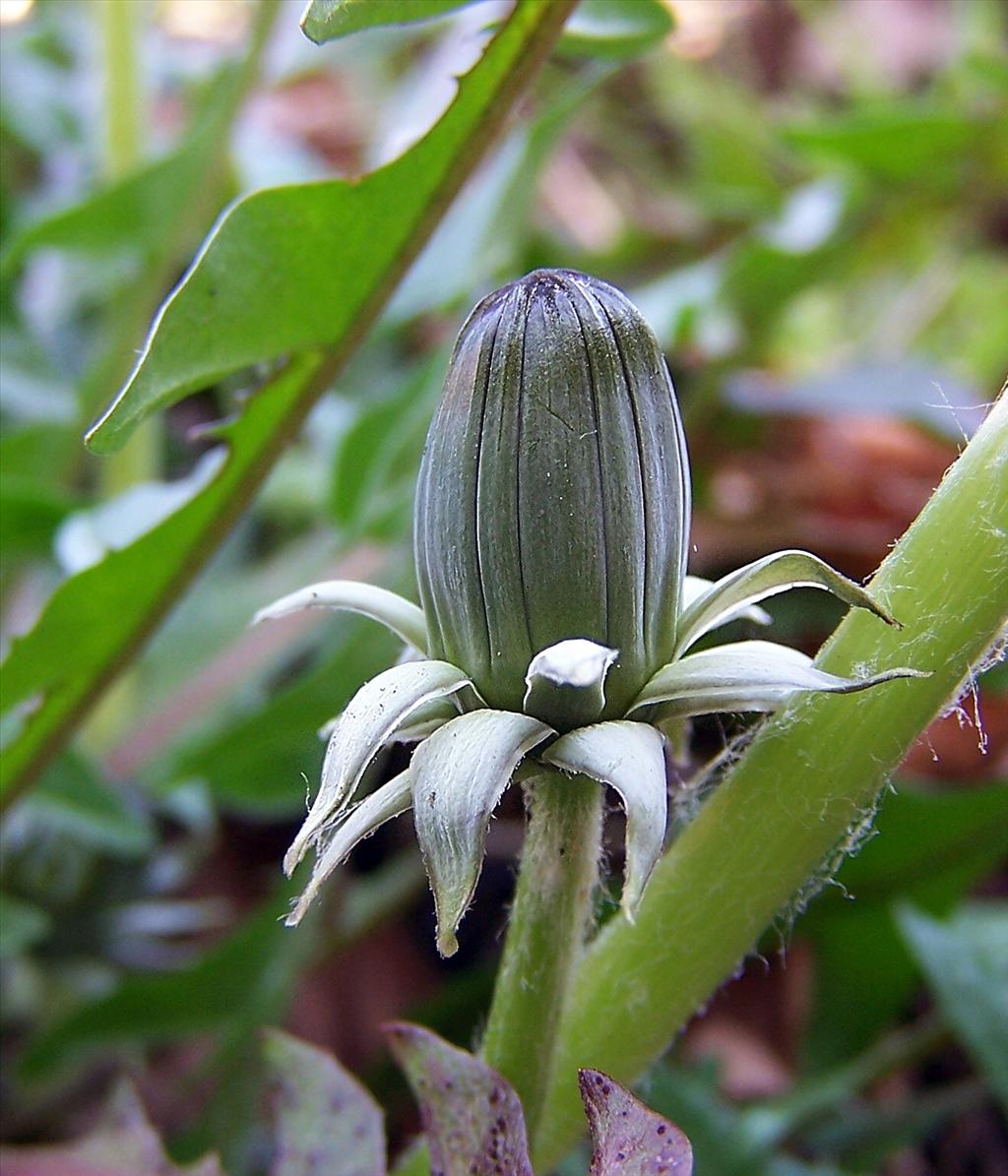 Taraxacum sect. Hamata (door Otto Zijlstra)
