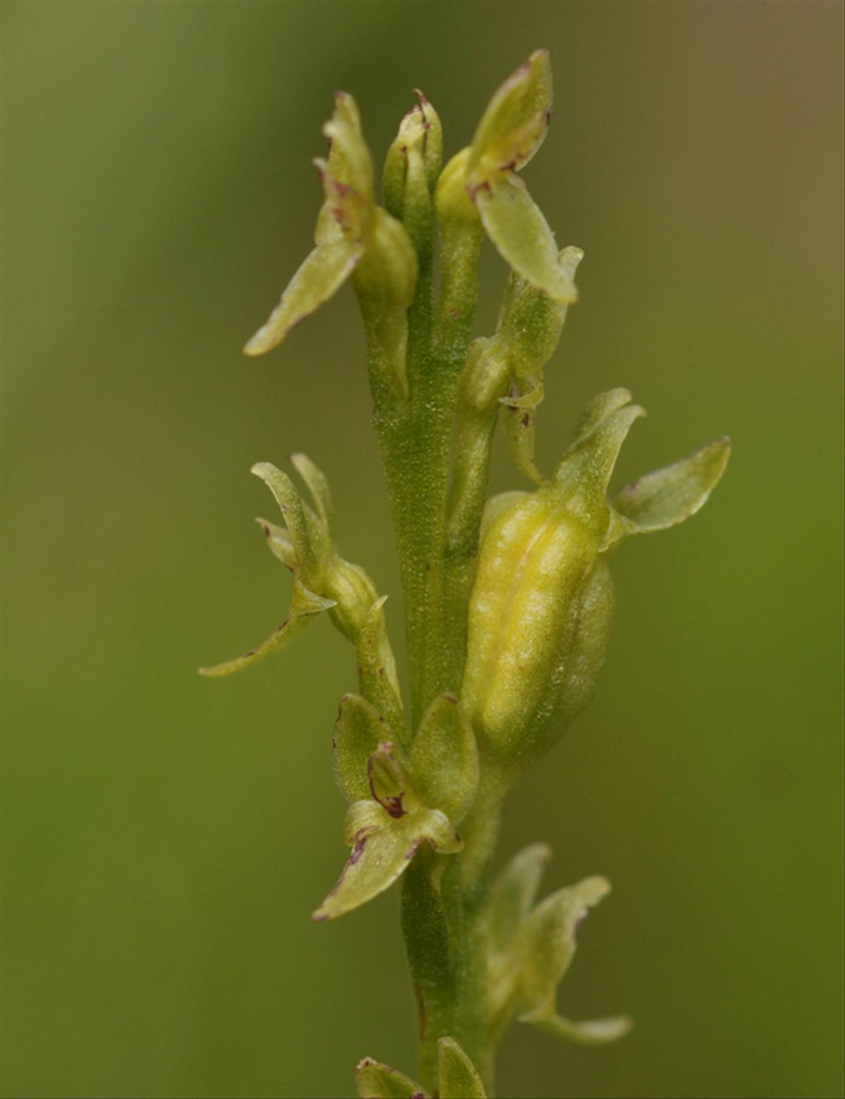 Hammarbya paludosa (door Theo Muusse)