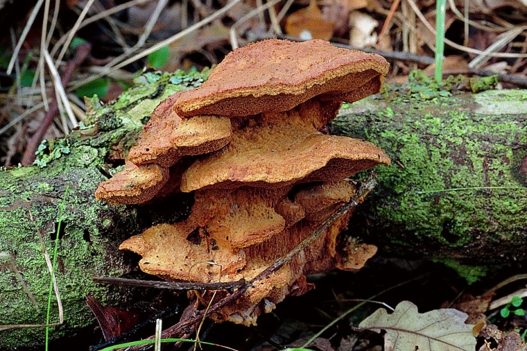 Hapalopilus rutilans (door F.A. van den Bergh)