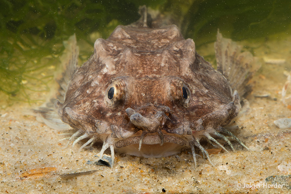 Agonus cataphractus (door Jelger Herder)