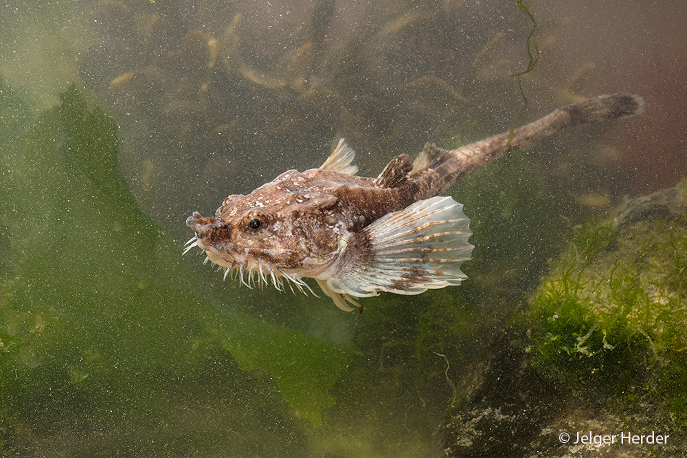 Agonus cataphractus (door Jelger Herder)