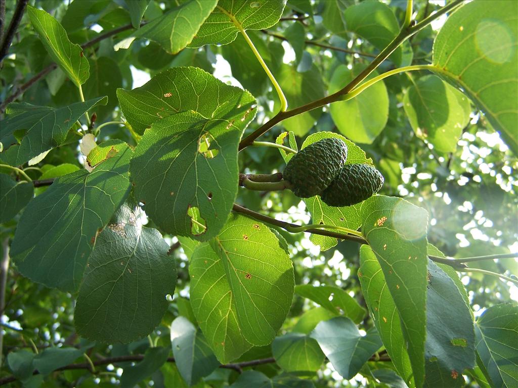 Alnus cordata (door Edwin Dijkhuis)