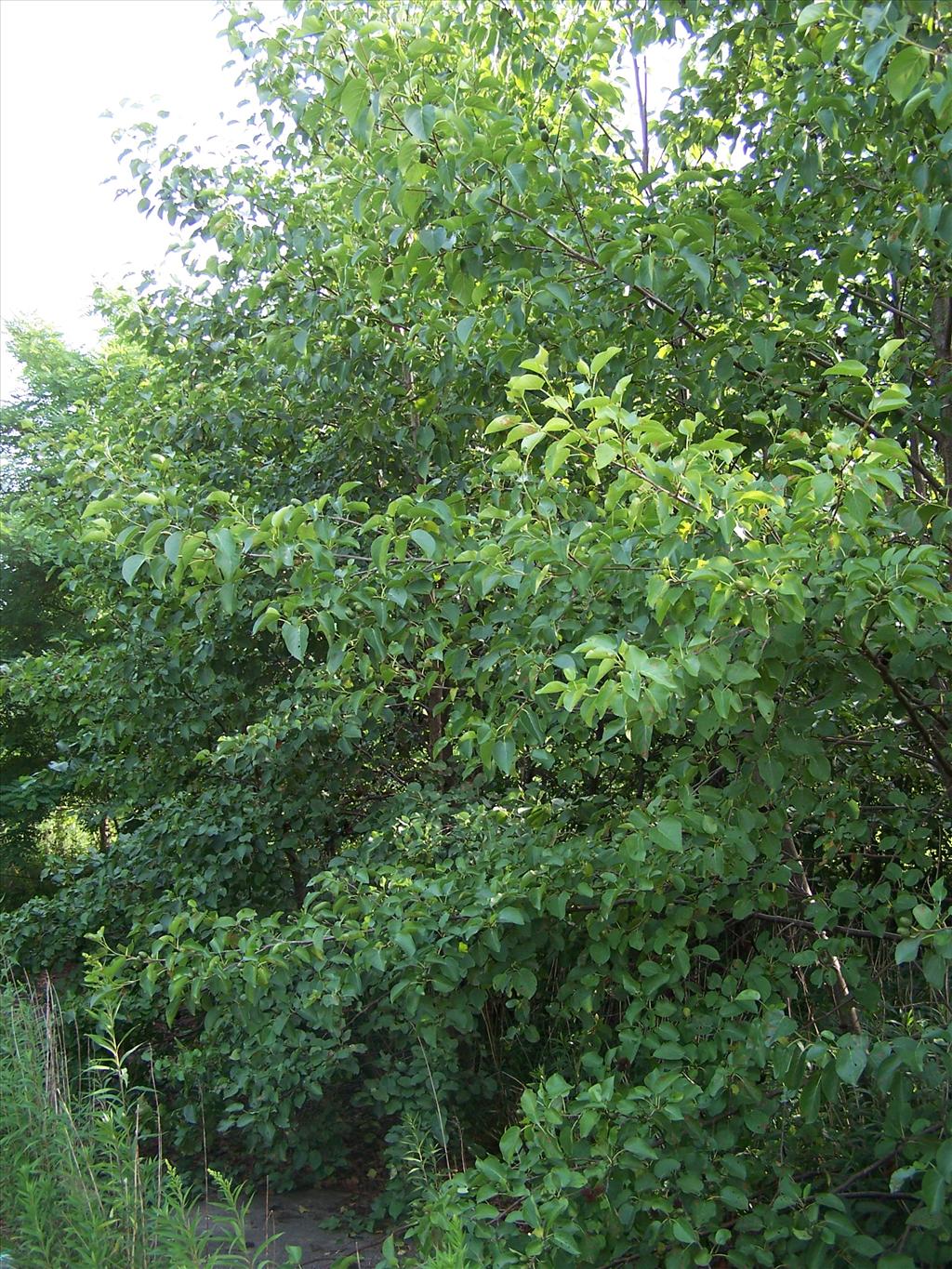 Alnus cordata (door Edwin Dijkhuis)