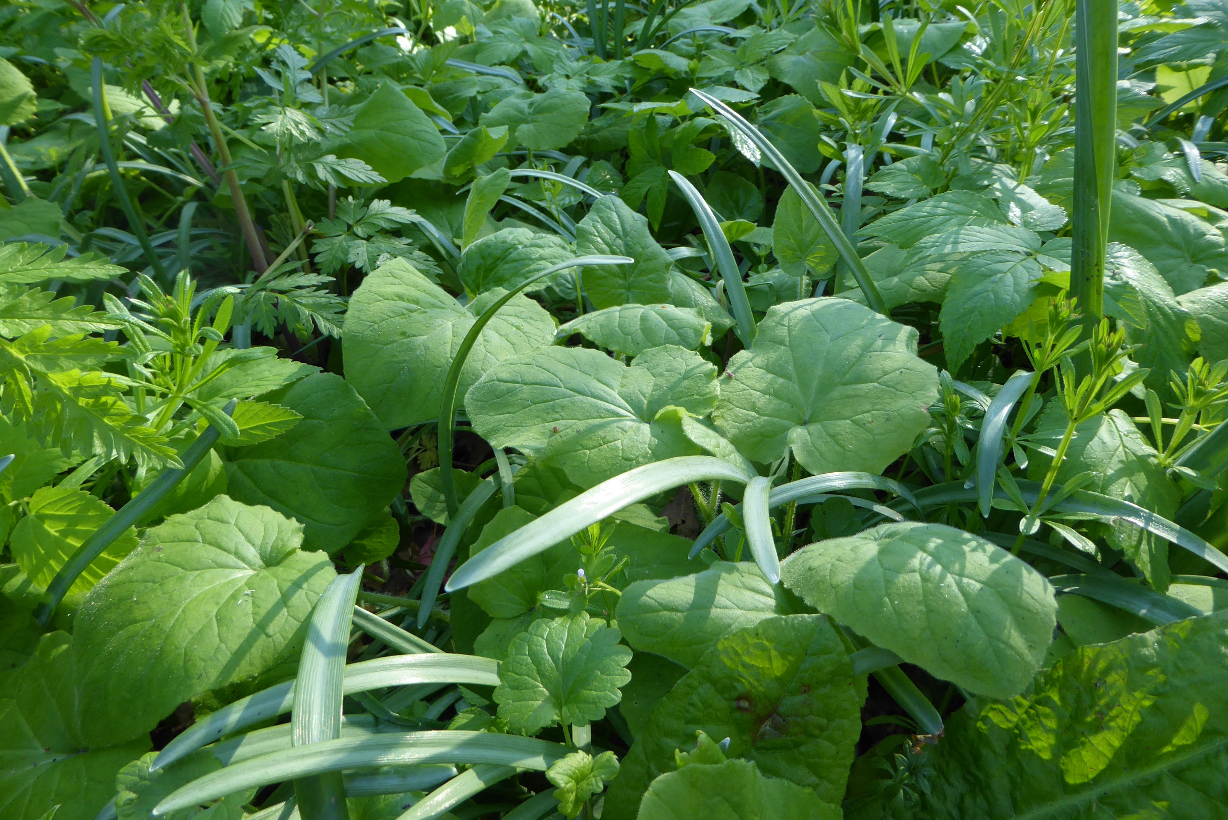 Doronicum pardalianches (door Koen van Zoest)