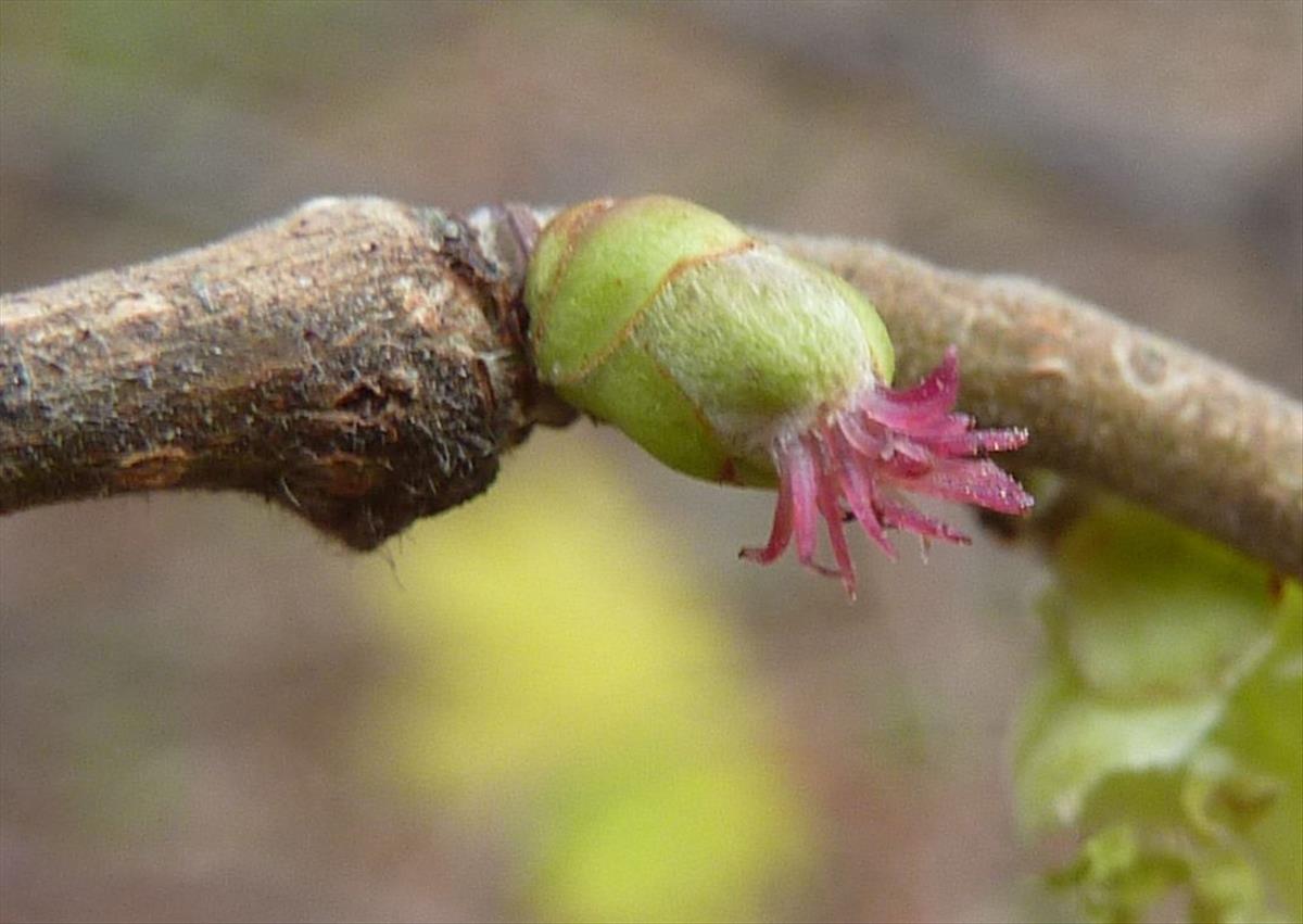 Corylus avellana (door Koen van Zoest)