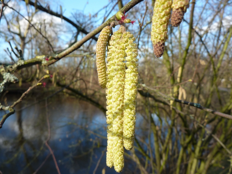 Corylus avellana (door Koen van Zoest)