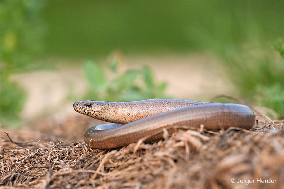 Anguis fragilis (door Jelger Herder)