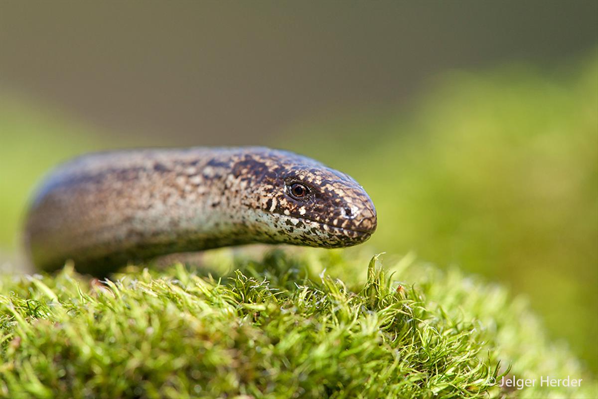 Anguis fragilis (door Jelger Herder)