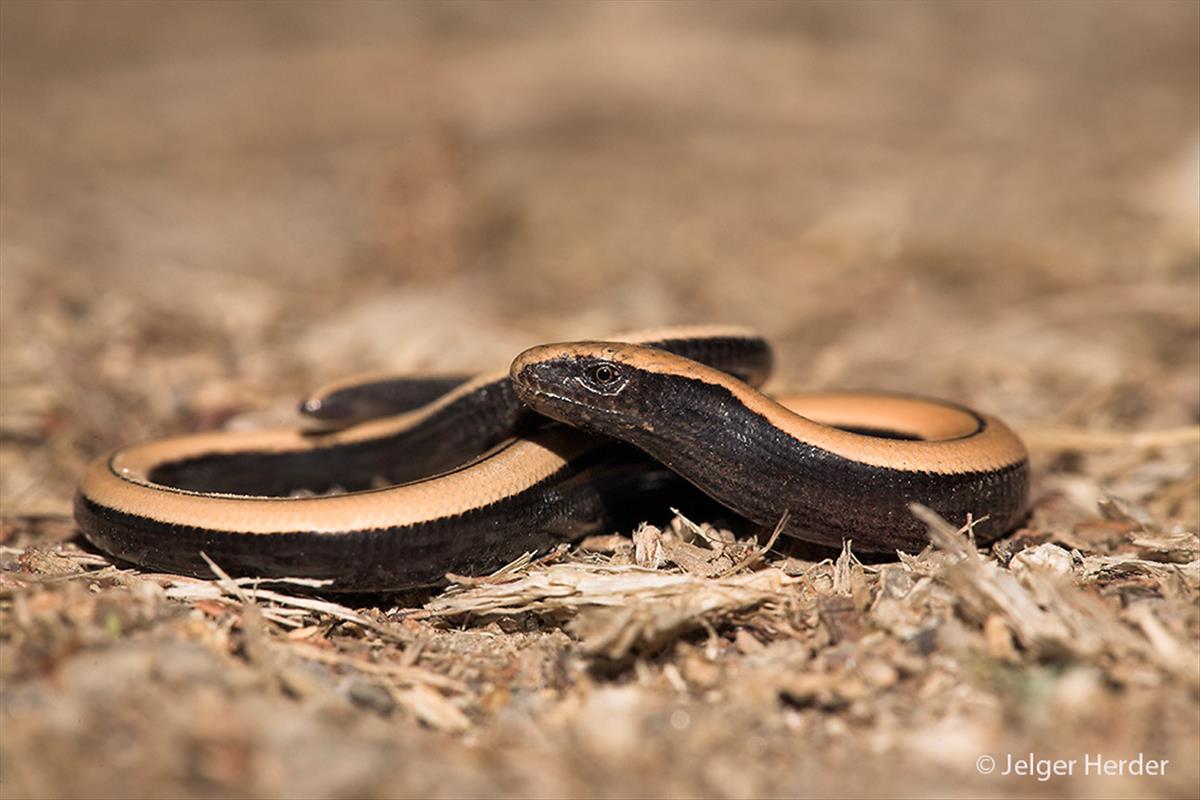 Anguis fragilis (door Jelger Herder)