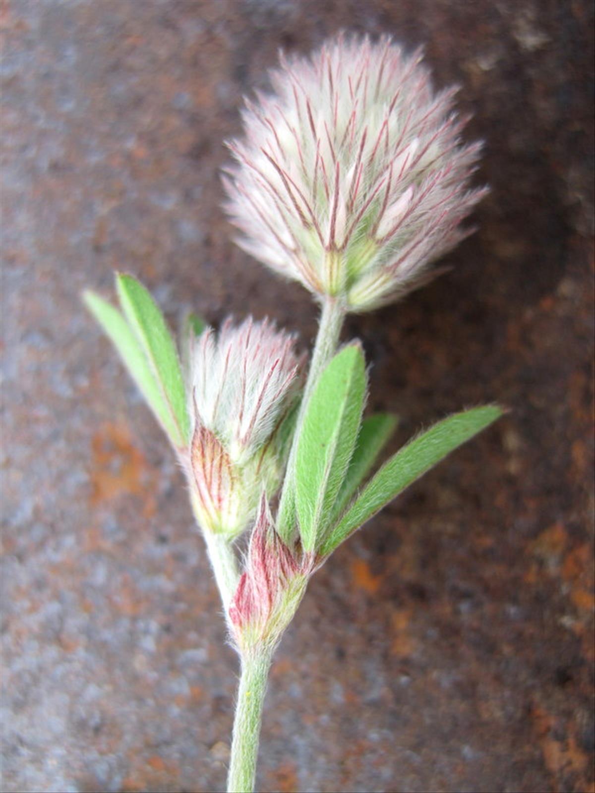 Trifolium arvense (door Grada Menting)